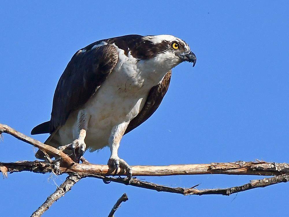 Osprey3.jpg