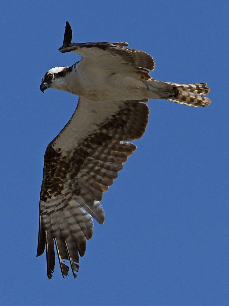 Osprey3.jpg