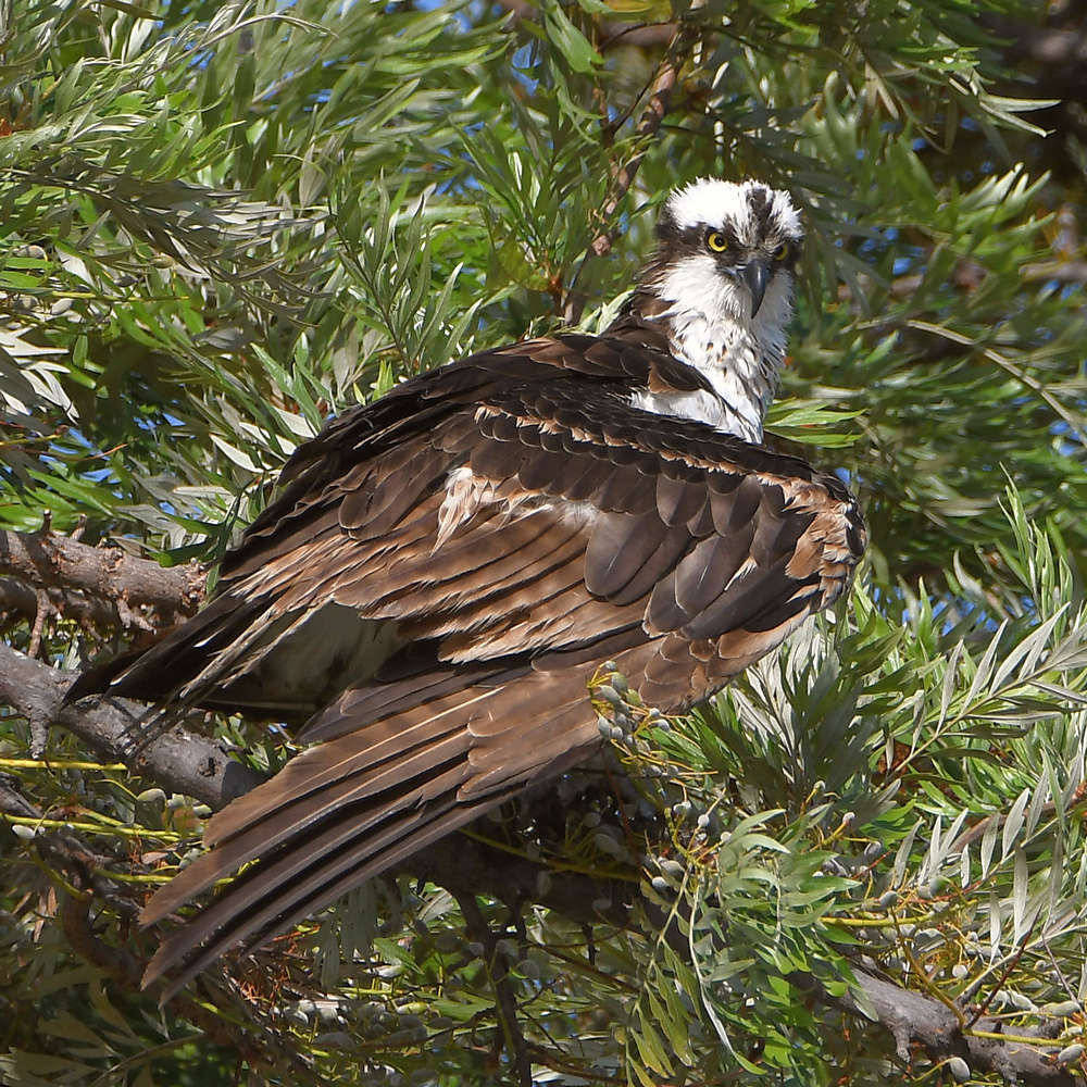 Osprey3.jpg