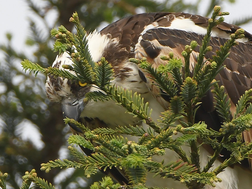 Osprey3.jpg