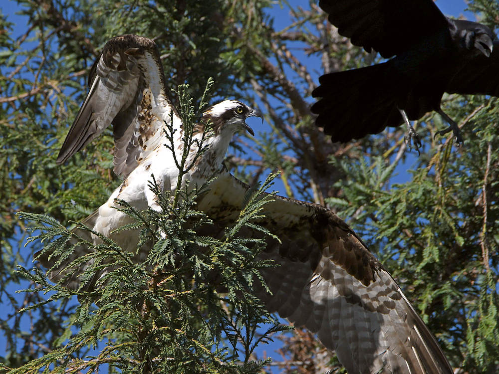 Osprey3.jpg