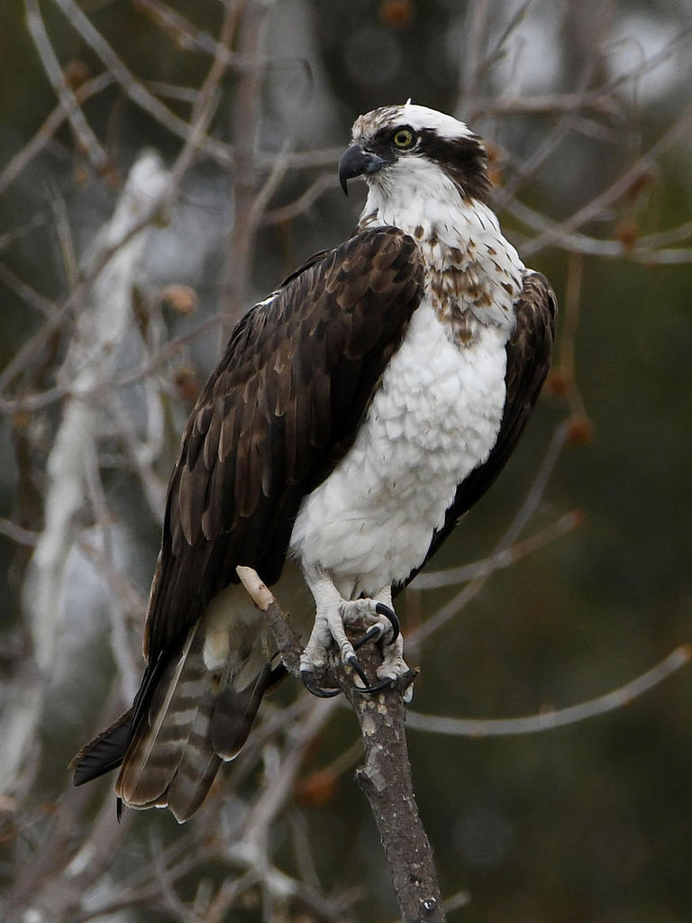 Osprey3.jpg