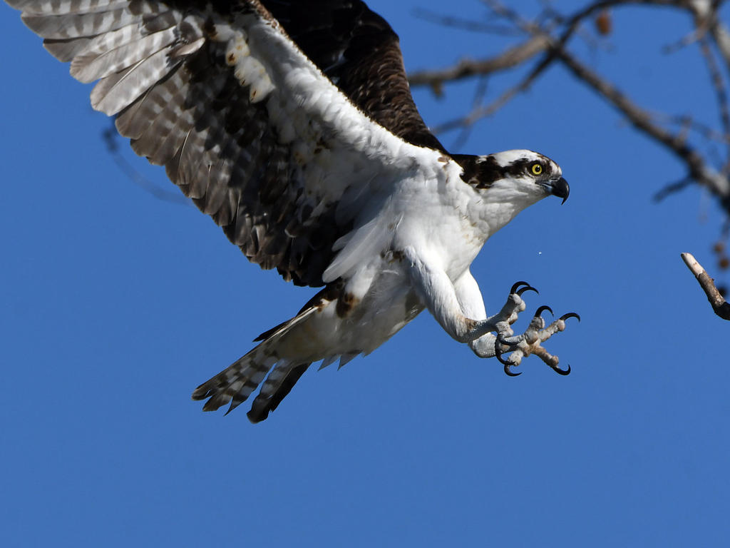 Osprey3.jpg
