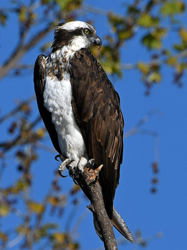 Osprey3.jpg
