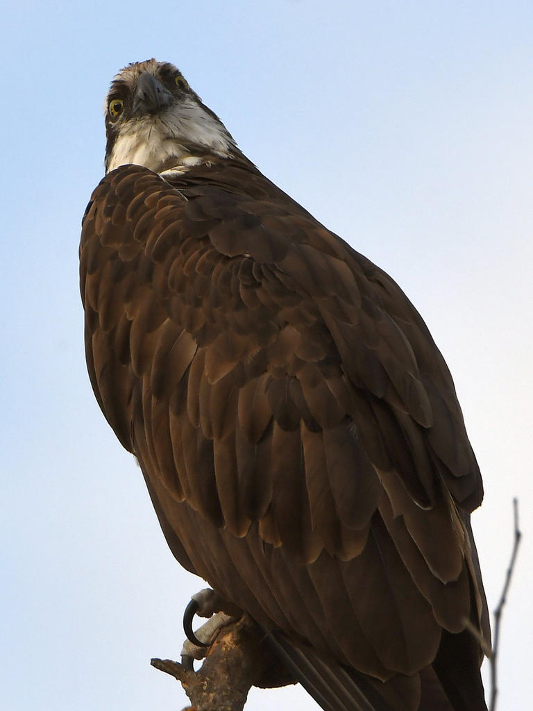 Osprey3.jpg