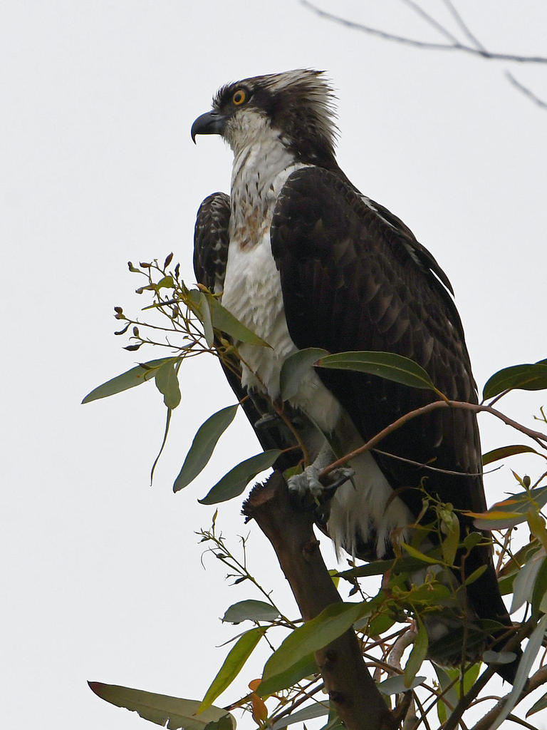 Osprey3.jpg