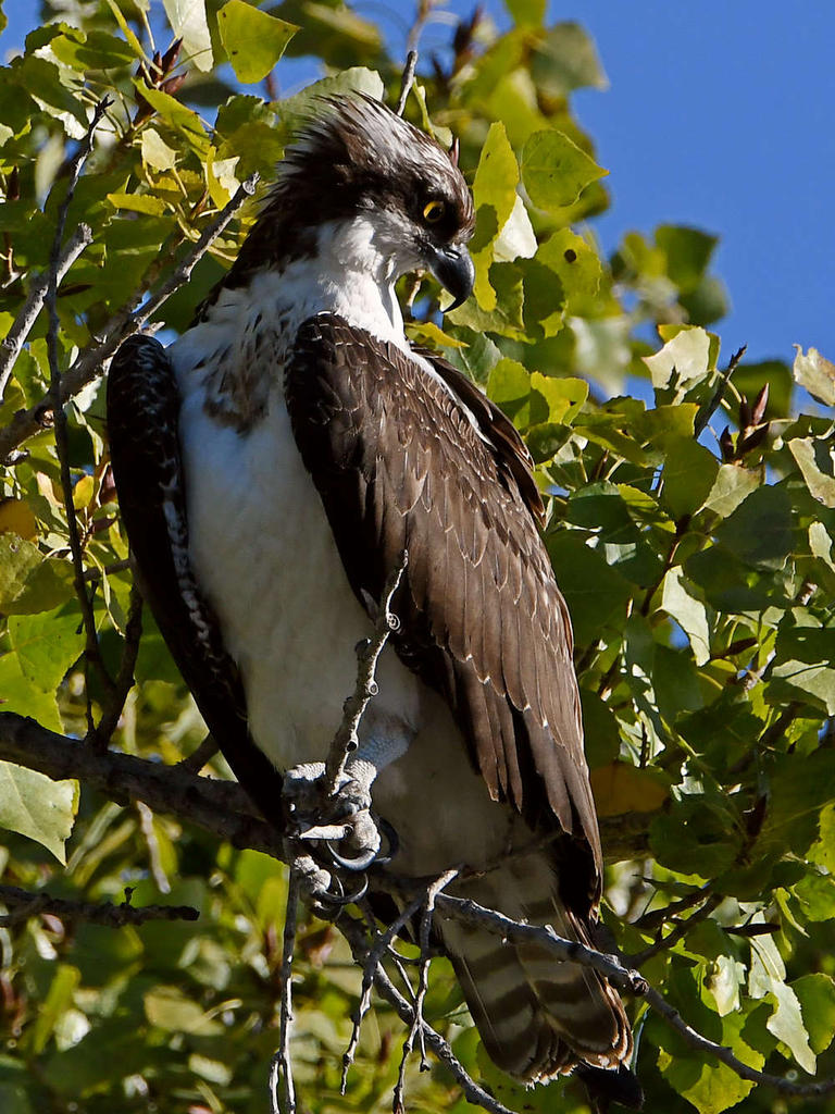 Osprey3.jpg
