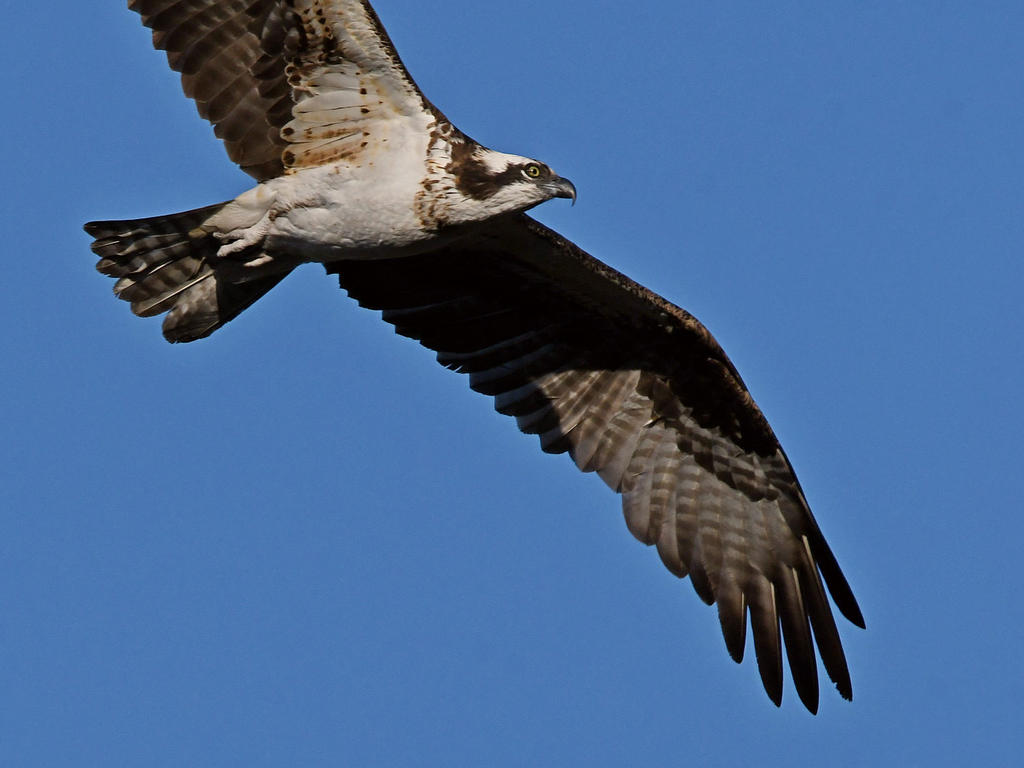 Osprey3.jpg