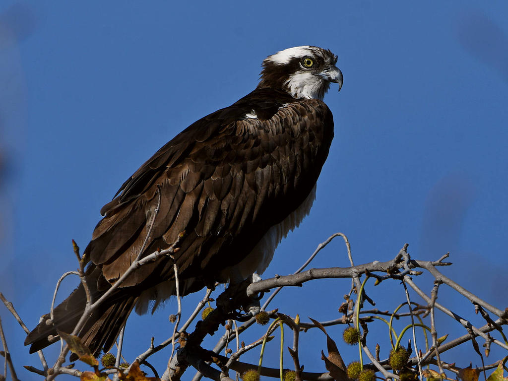 Osprey3.jpg