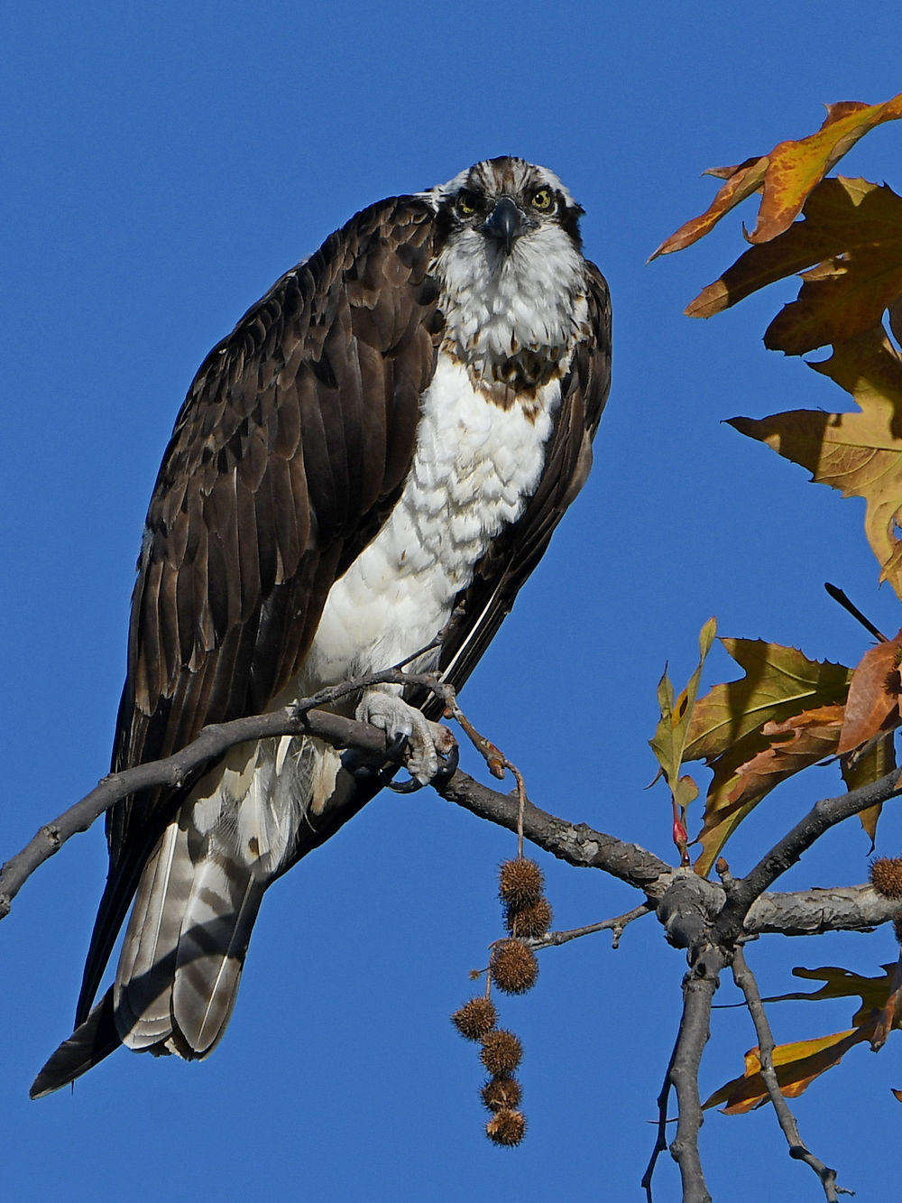 Osprey3.jpg