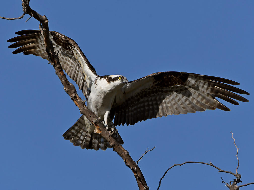 Osprey30.jpg