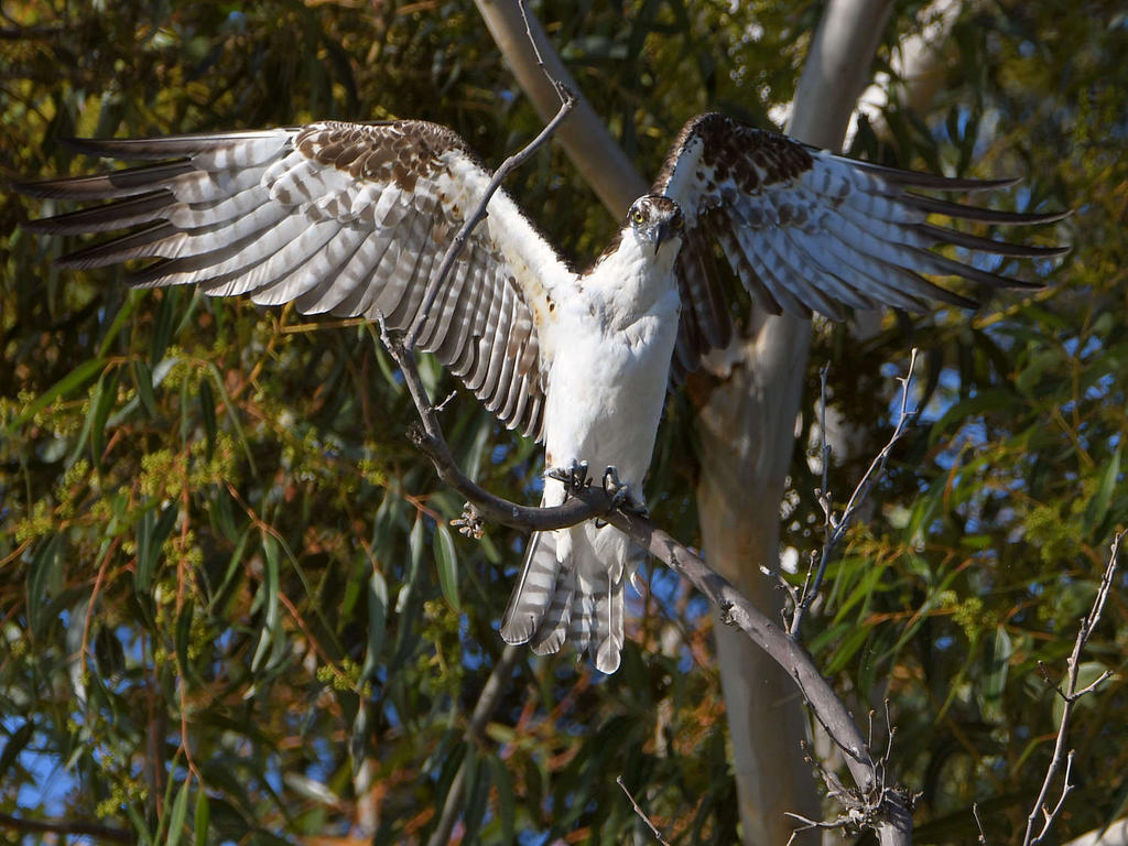 Osprey30.jpg