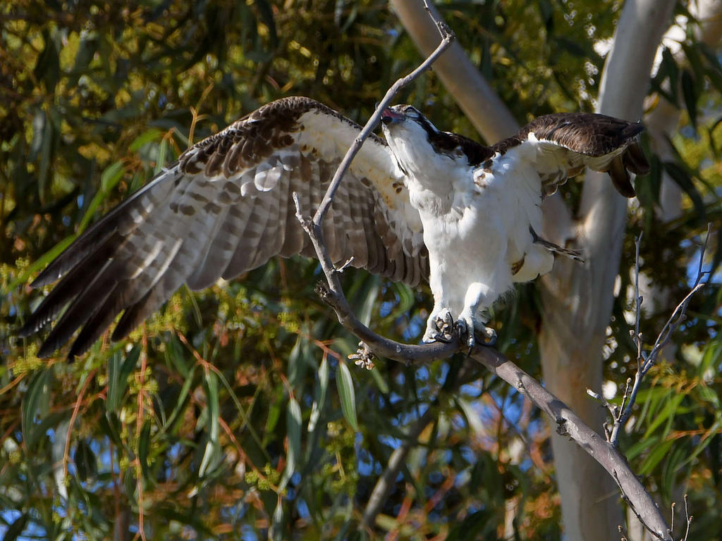 Osprey32.jpg