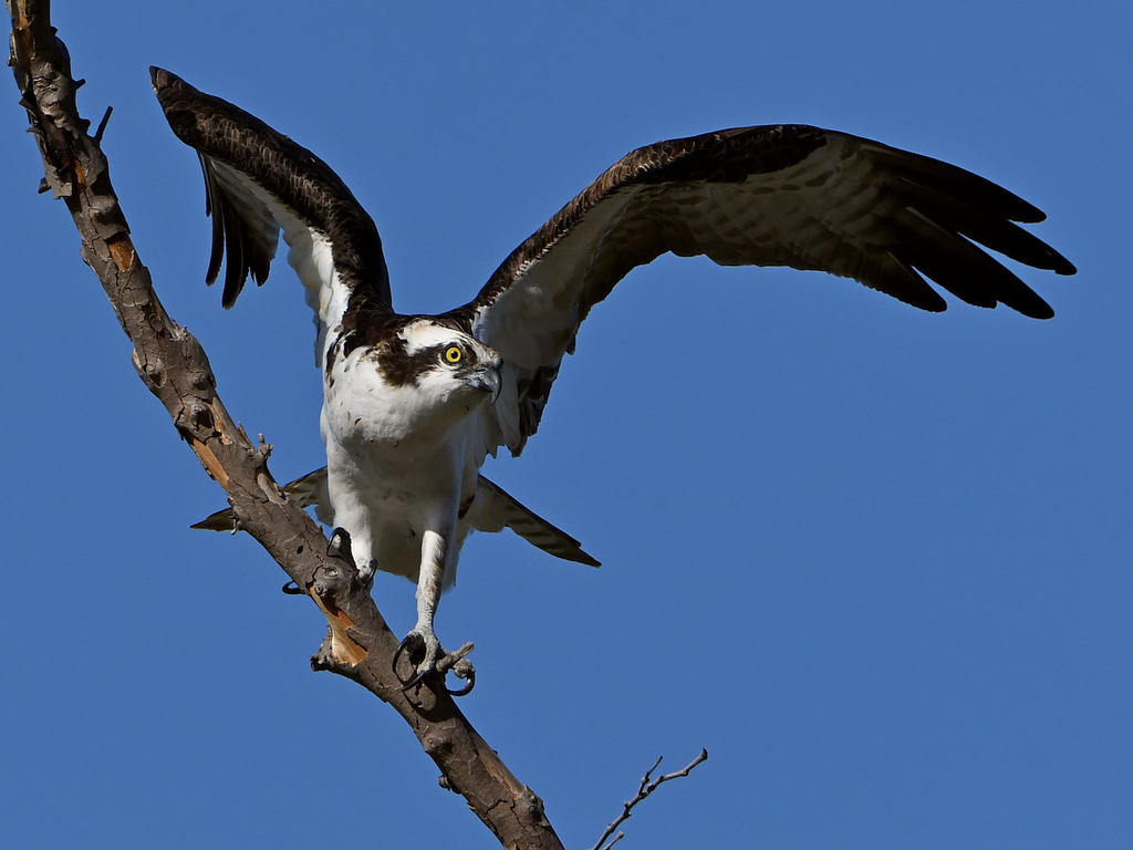 Osprey36.jpg