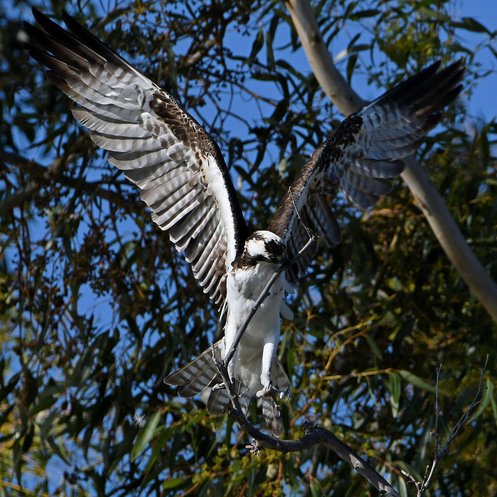 Osprey37.jpg