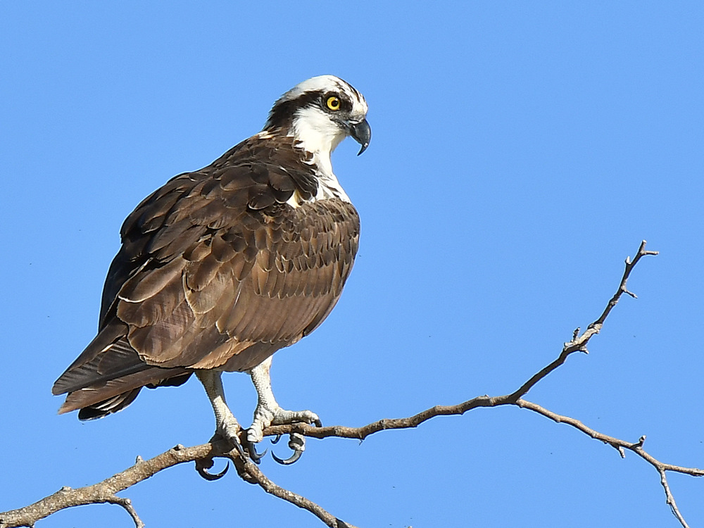Osprey4.jpg