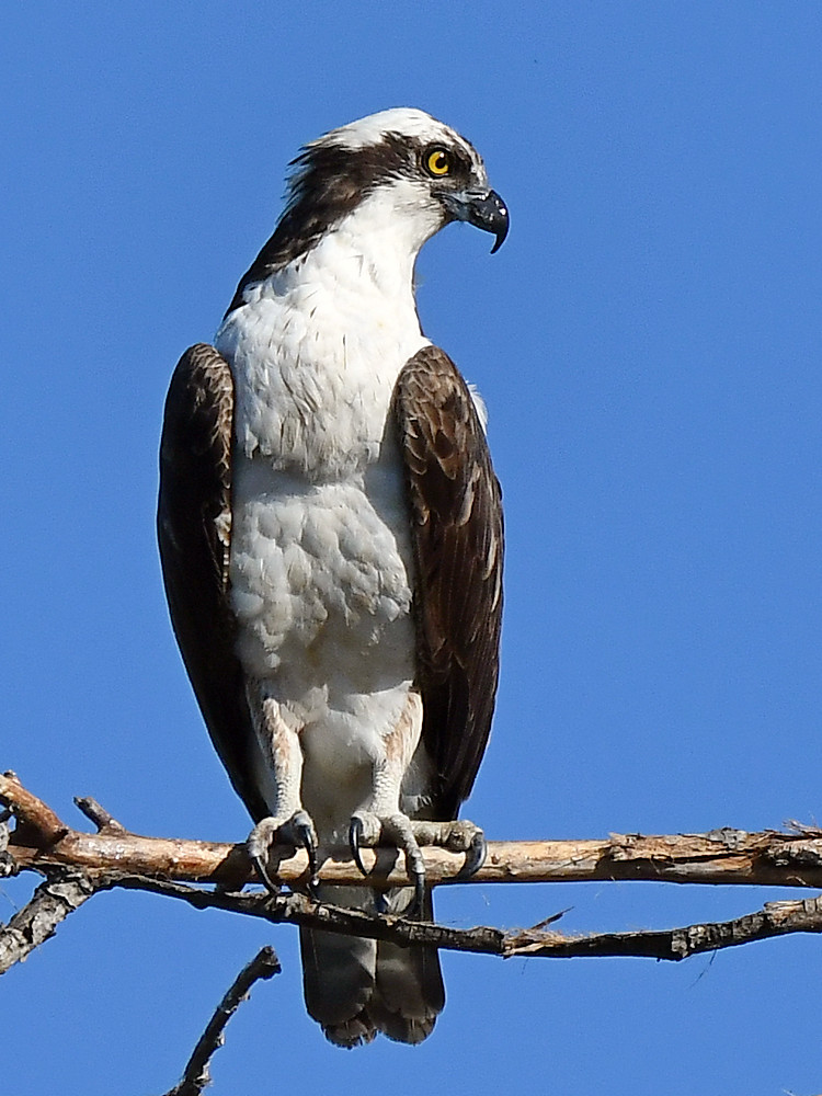 Osprey4.jpg