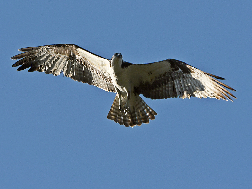 Osprey4.jpg