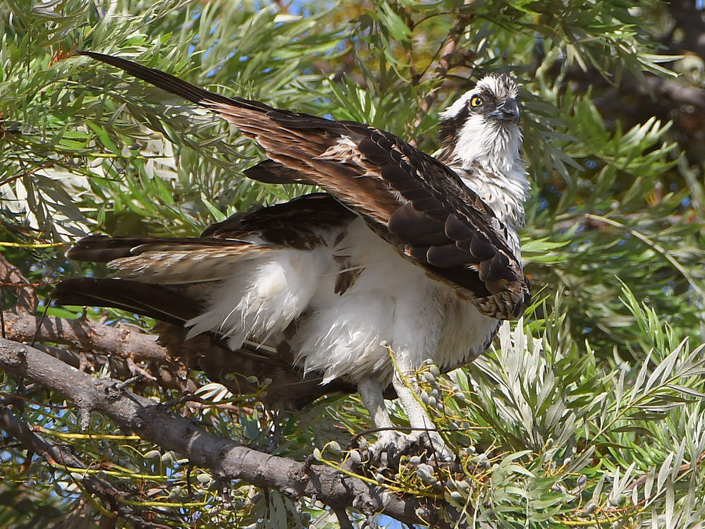 Osprey4.jpg