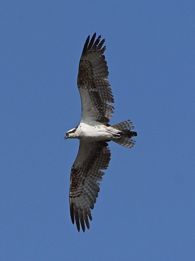 Osprey4.jpg