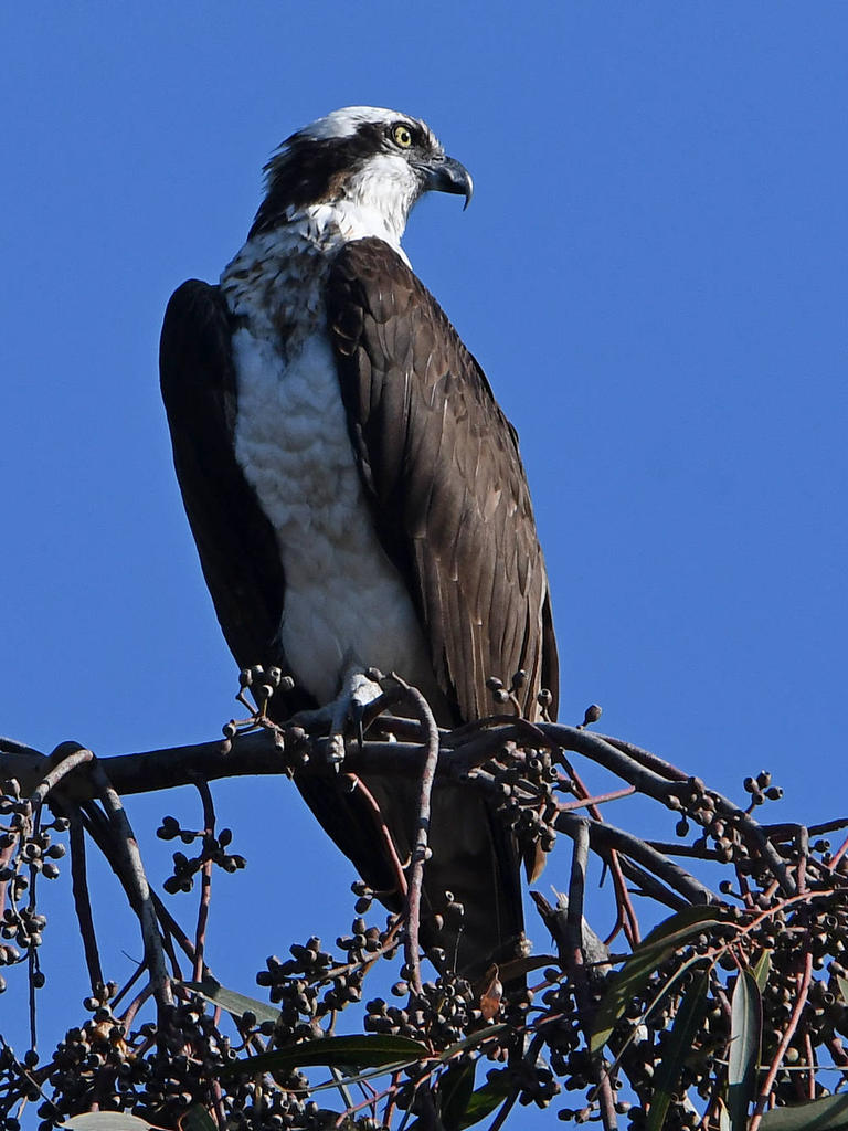 Osprey4.jpg