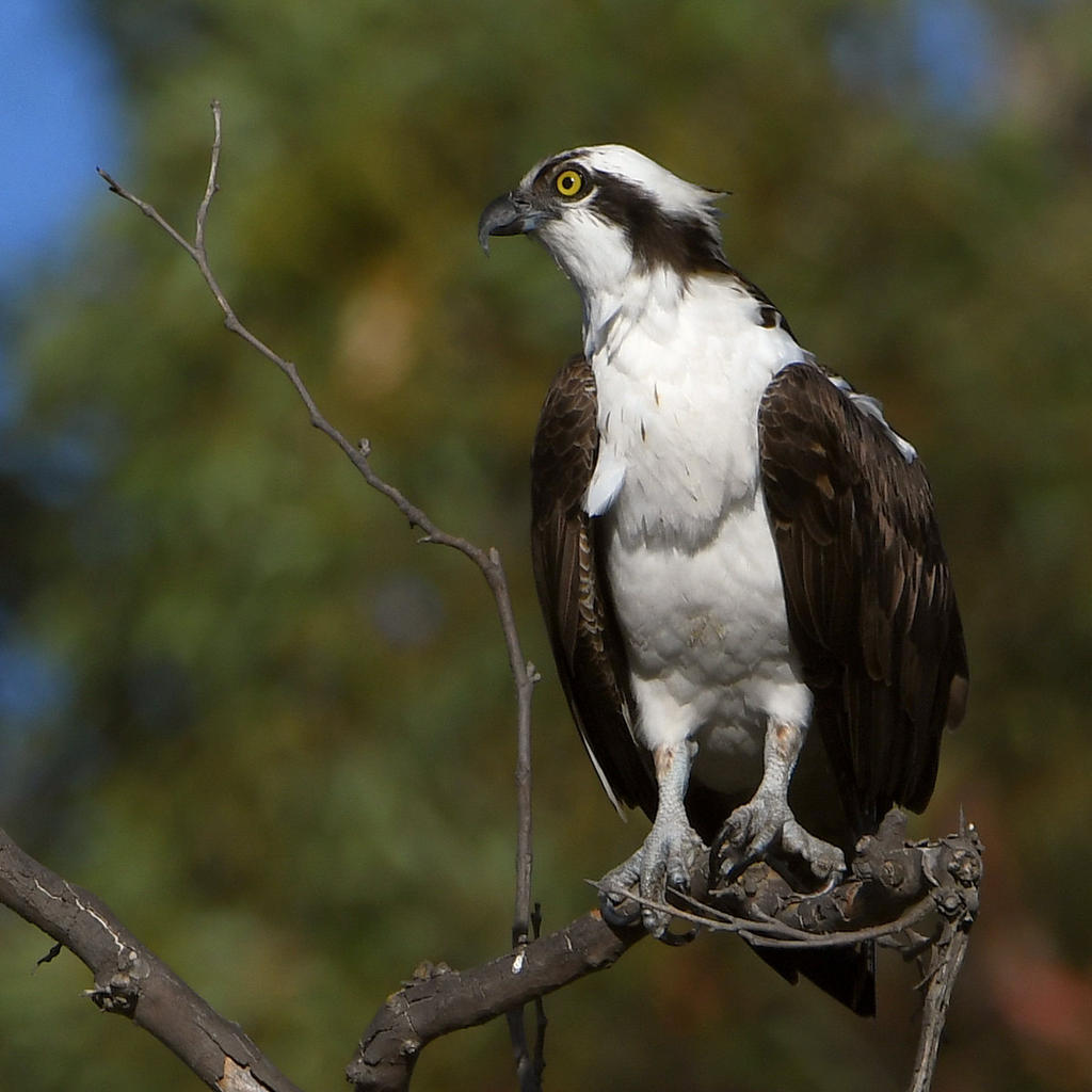 Osprey4.jpg