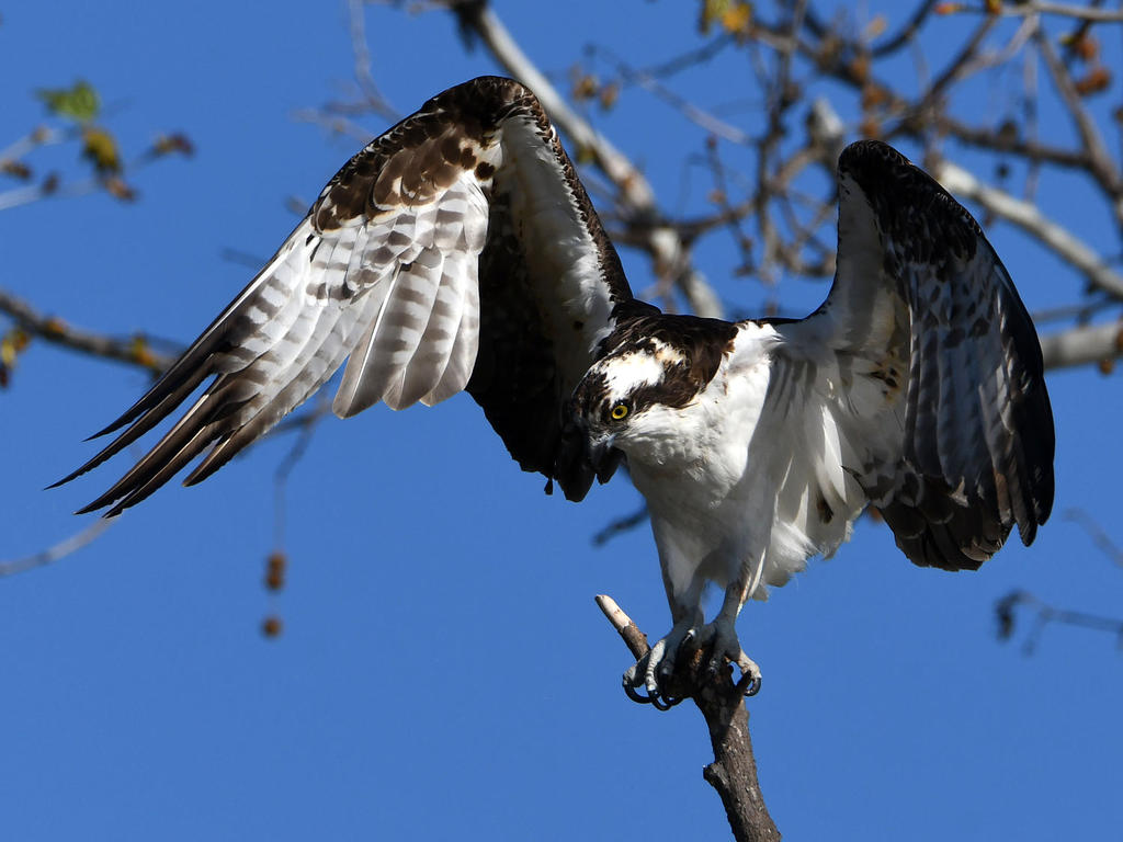 Osprey4.jpg