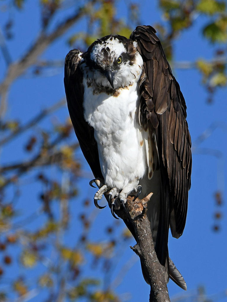 Osprey4.jpg