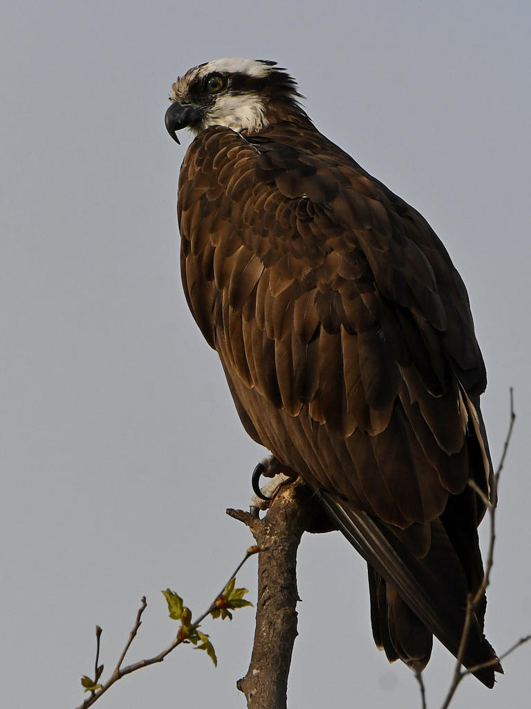 Osprey4.jpg