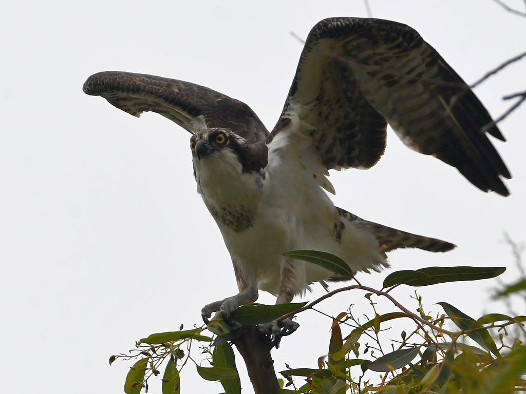 Osprey4.jpg