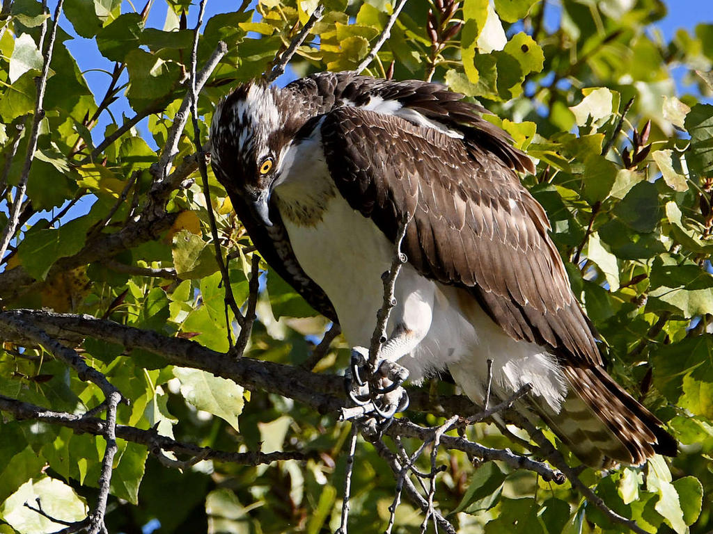 Osprey4.jpg