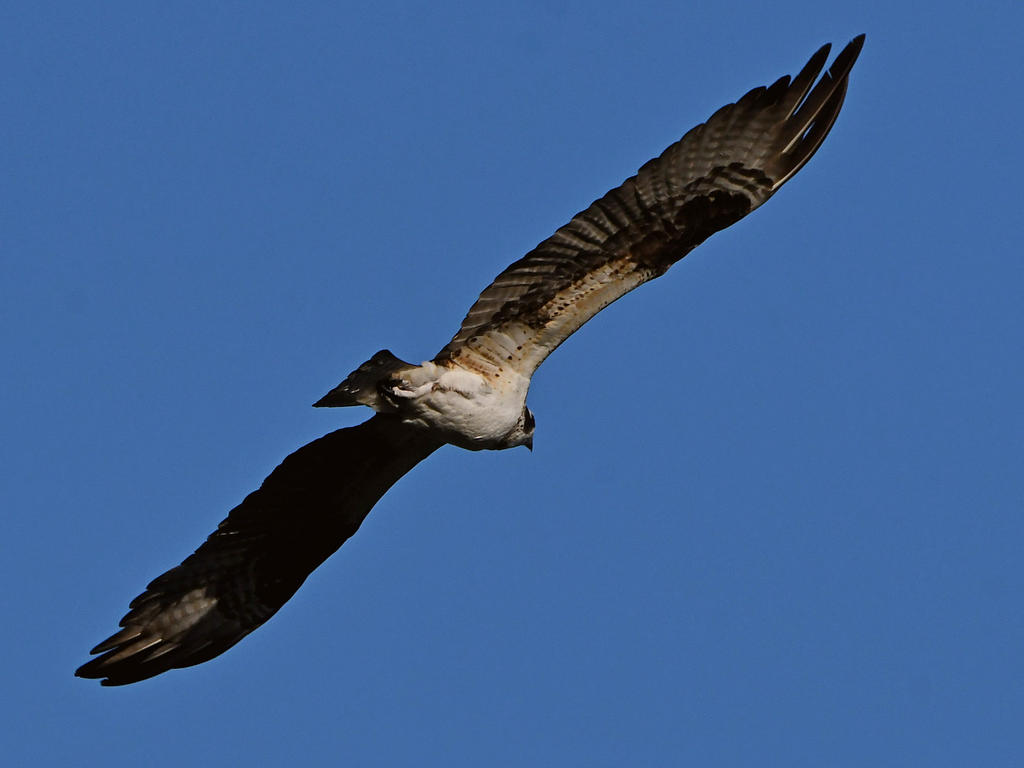 Osprey4.jpg