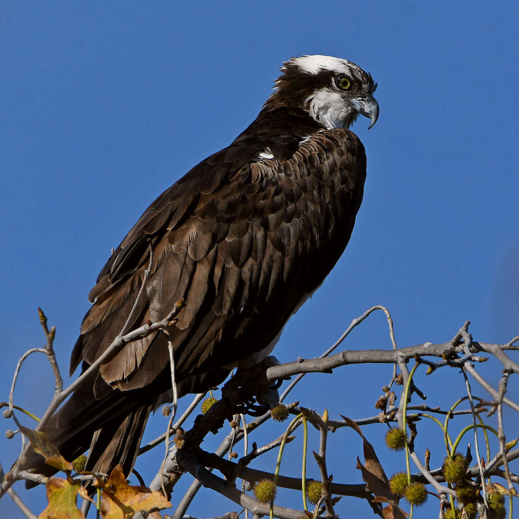 Osprey4.jpg