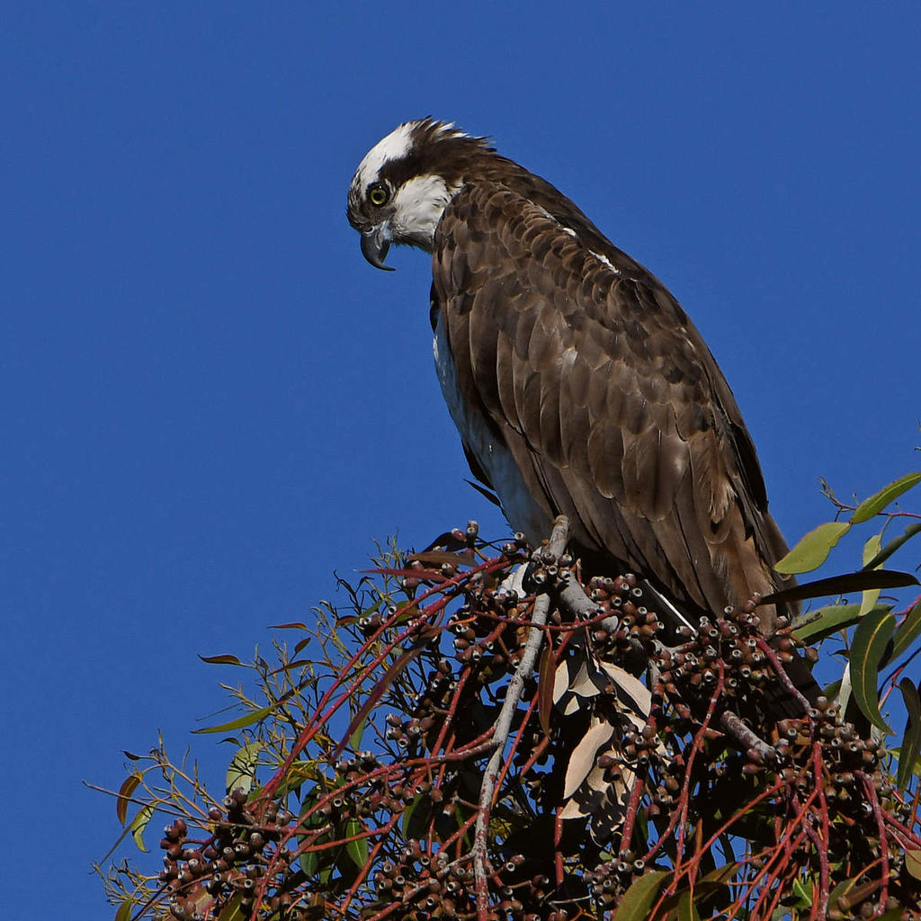 Osprey4.jpg