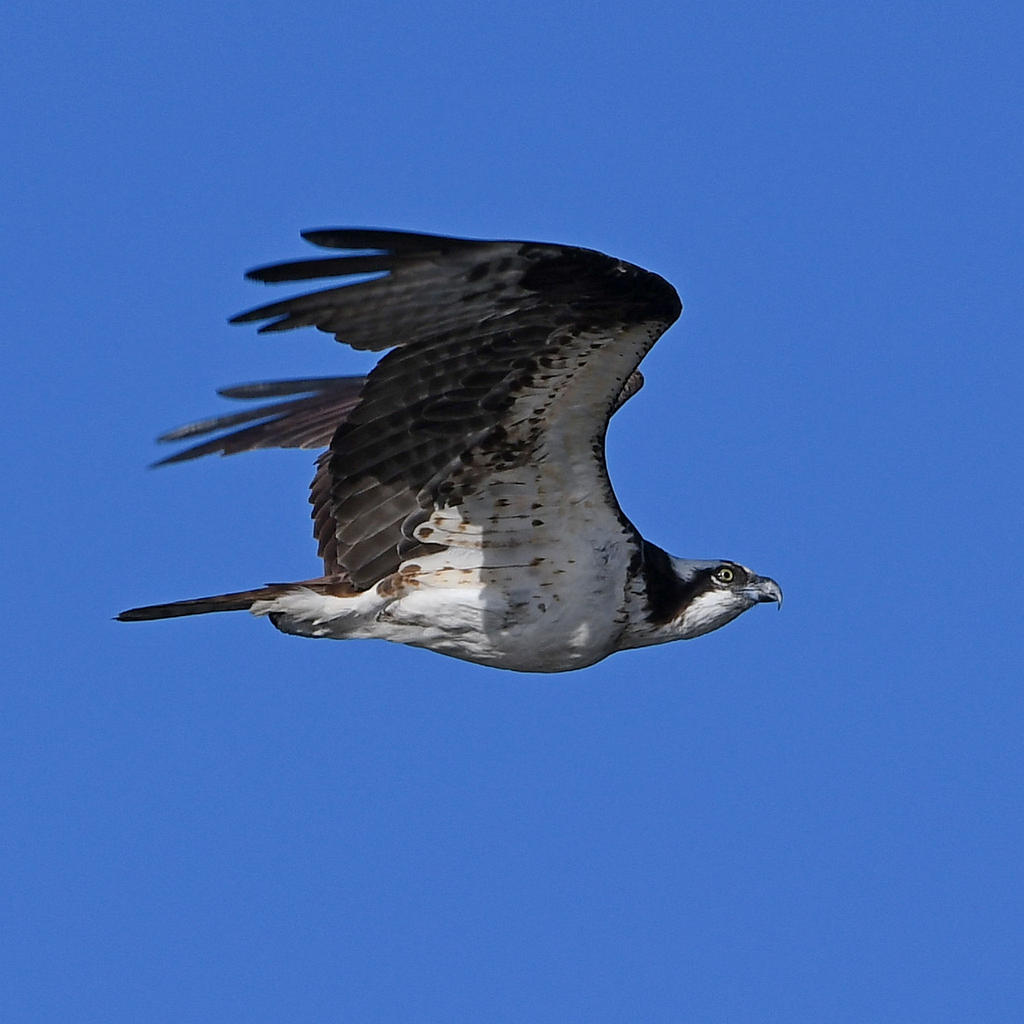 Osprey4.jpg