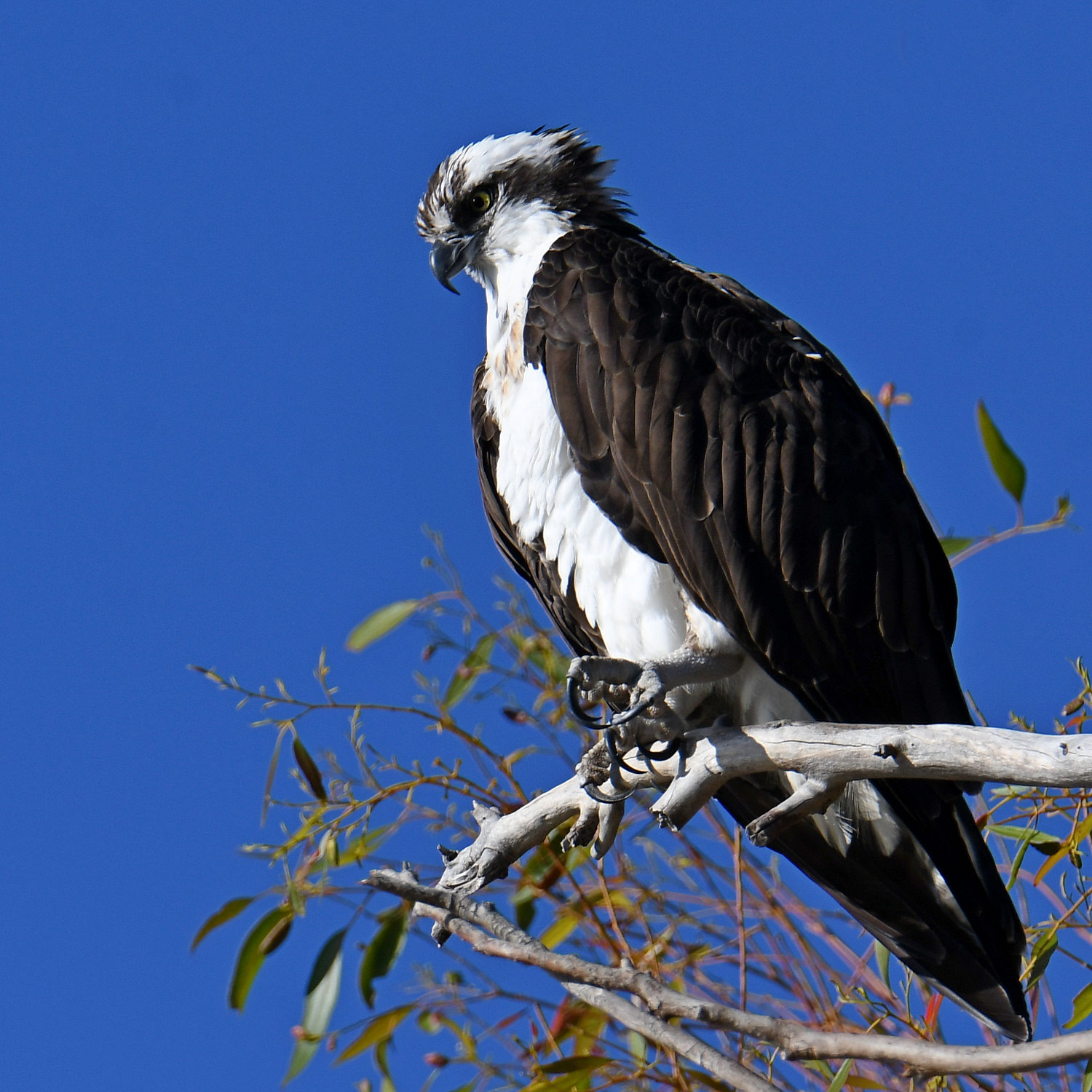 Osprey4.jpg