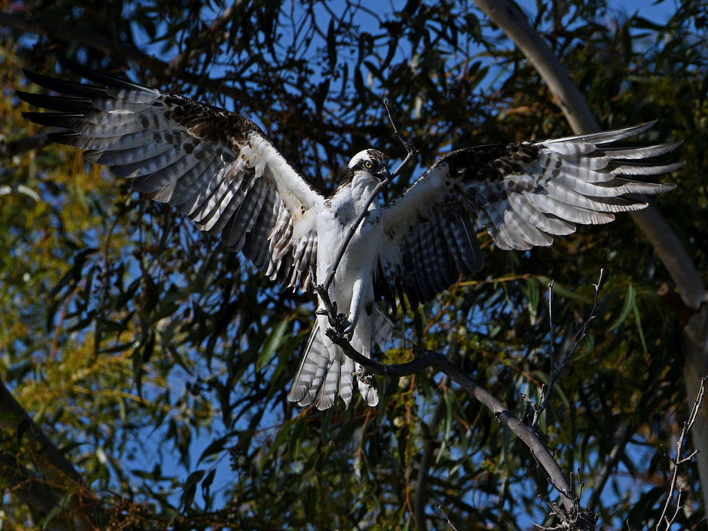 Osprey40.jpg