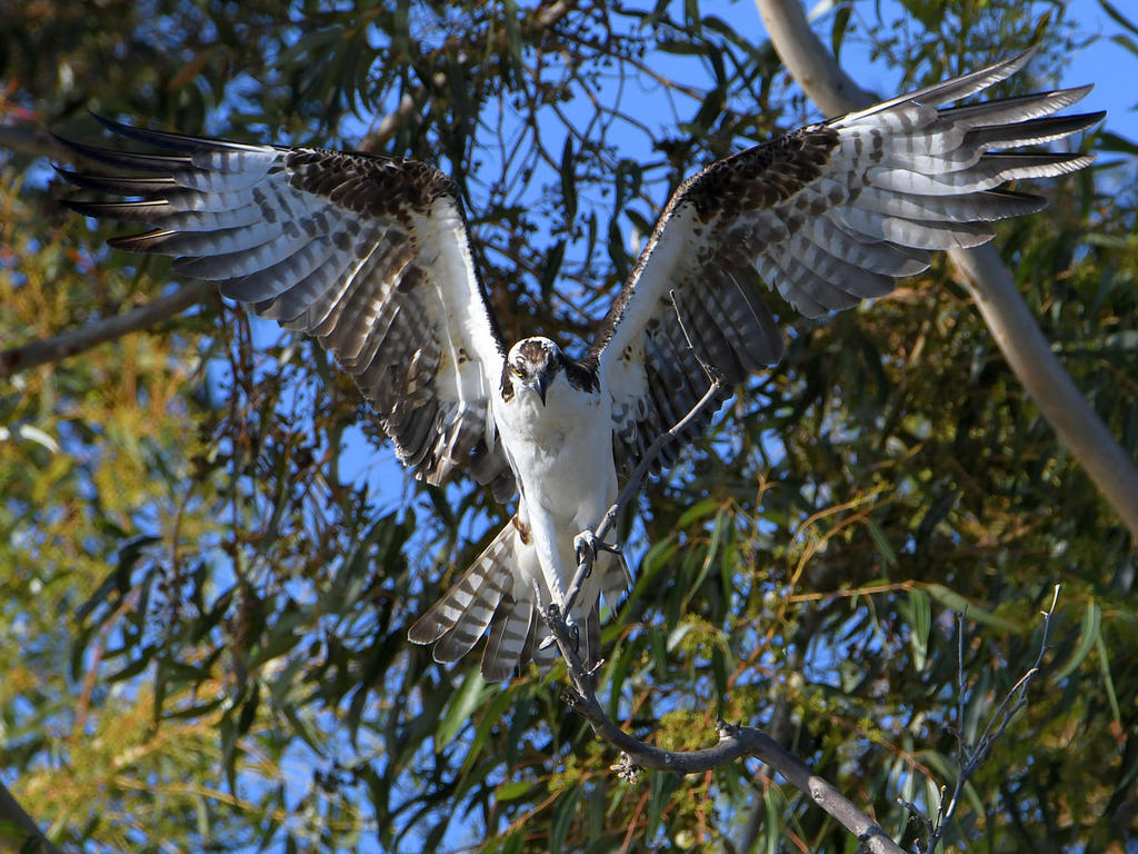 Osprey42.jpg