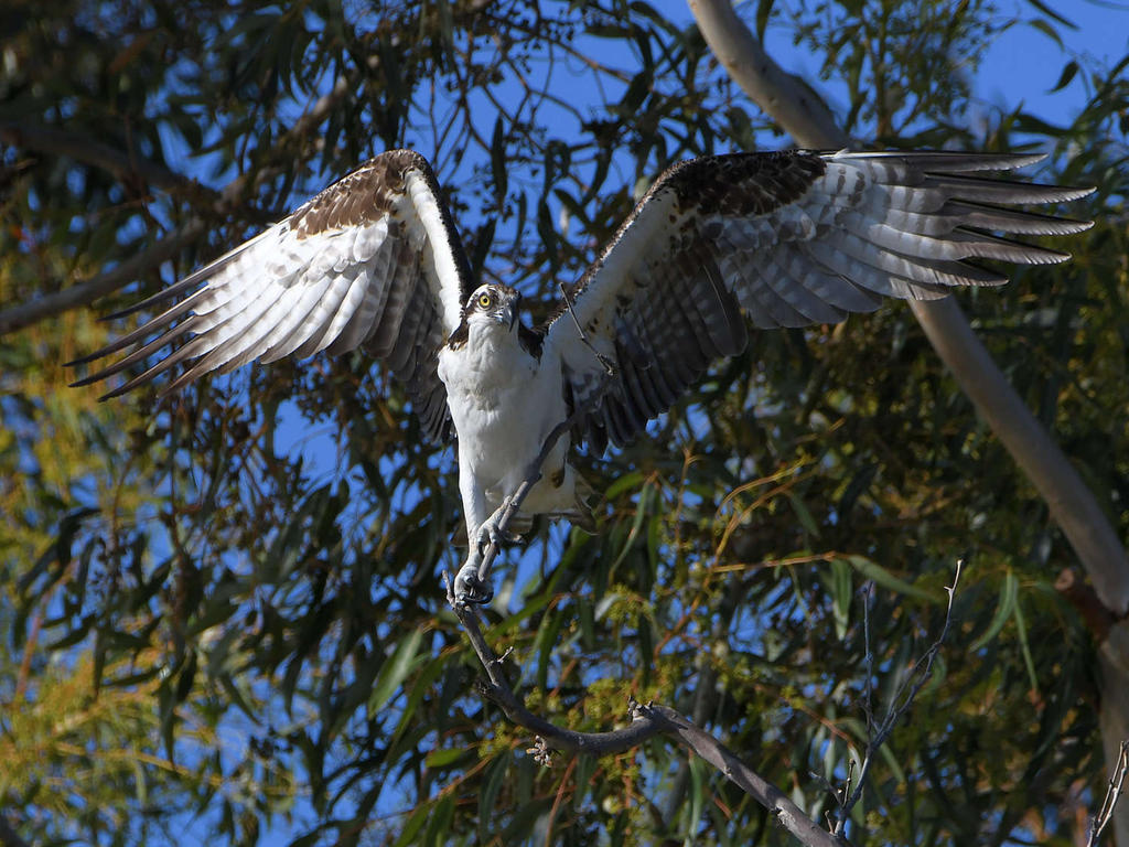 Osprey45.jpg