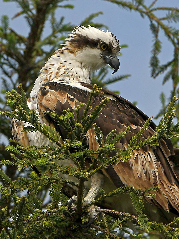 Osprey5.jpg