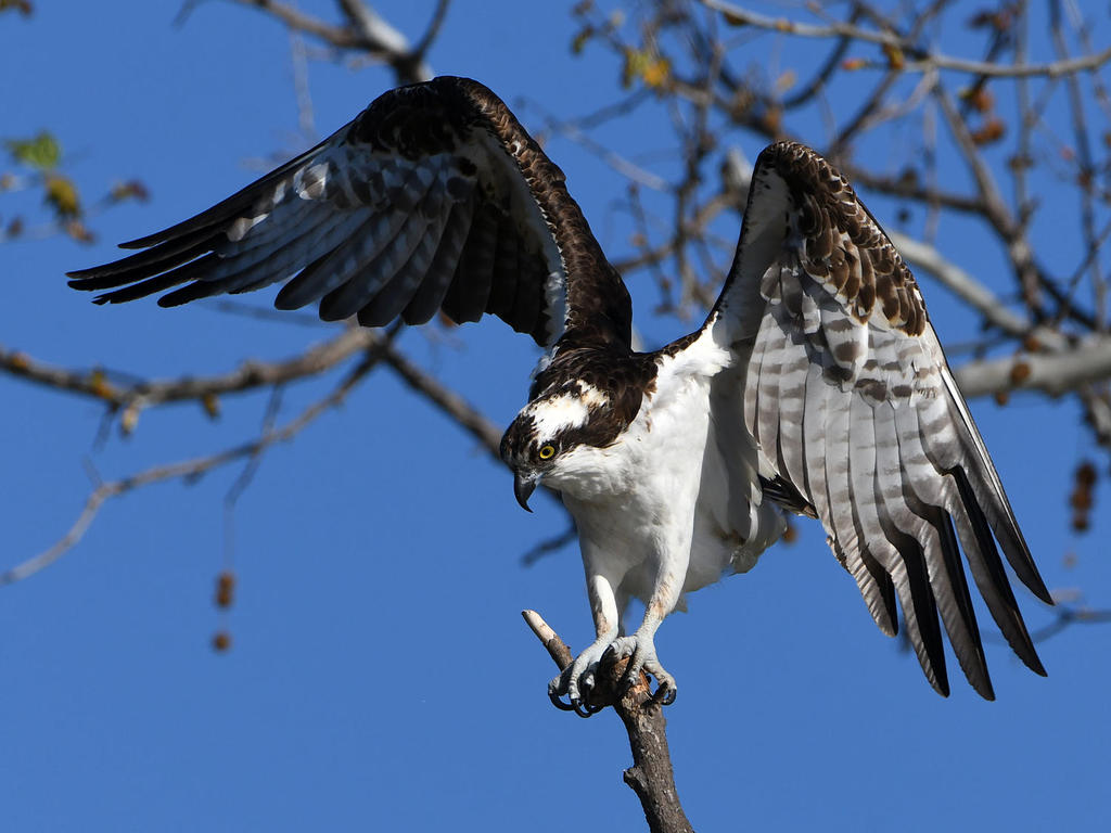 Osprey5.jpg