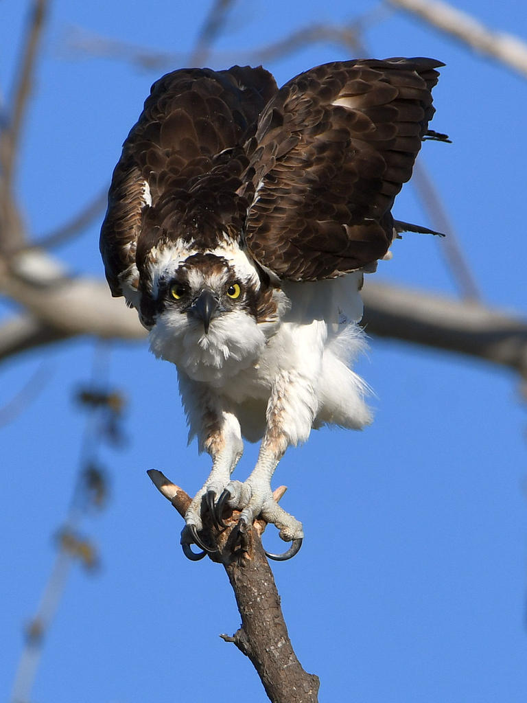 Osprey5.jpg