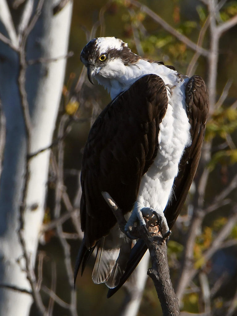 Osprey5.jpg