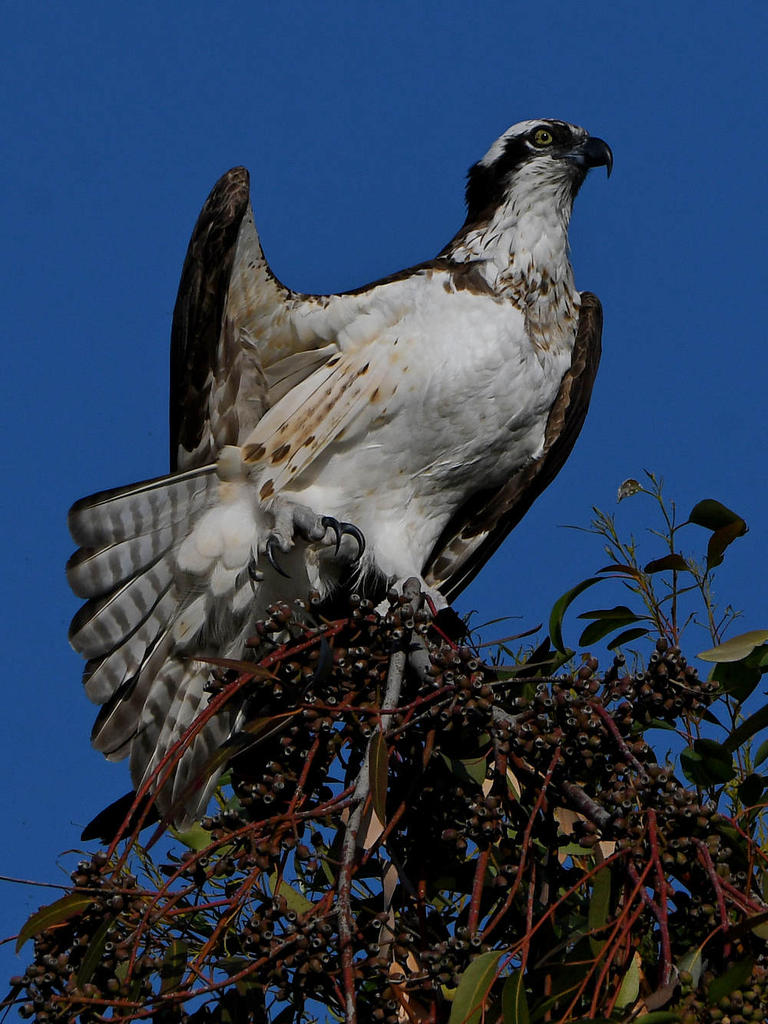 Osprey5.jpg