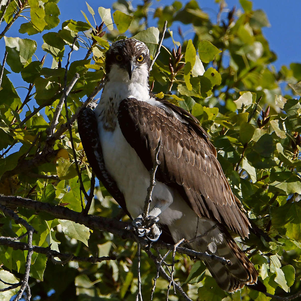 Osprey5.jpg