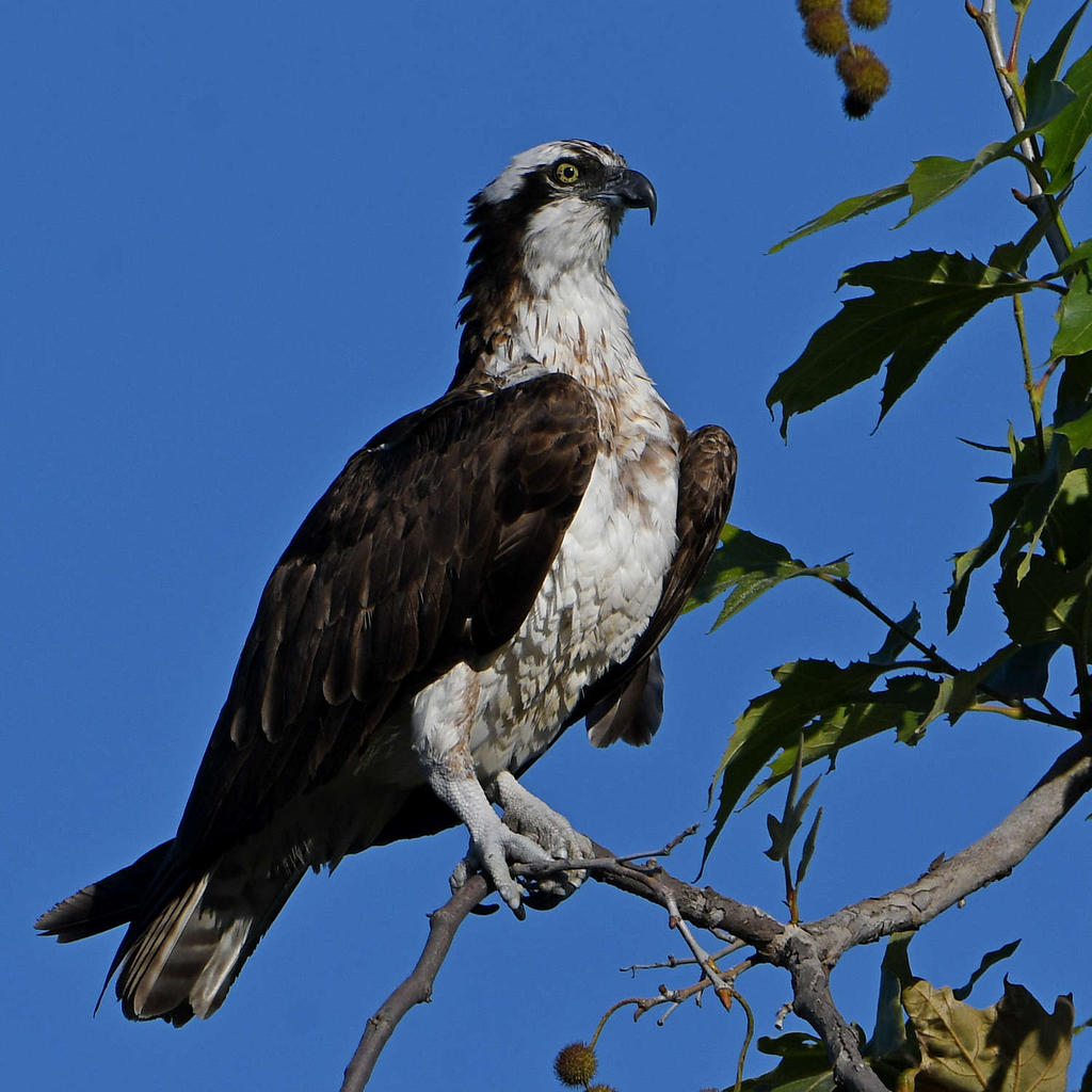 Osprey5.jpg