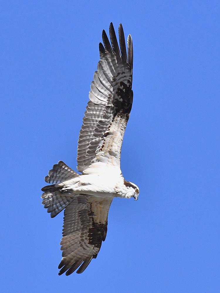 Osprey6.jpg