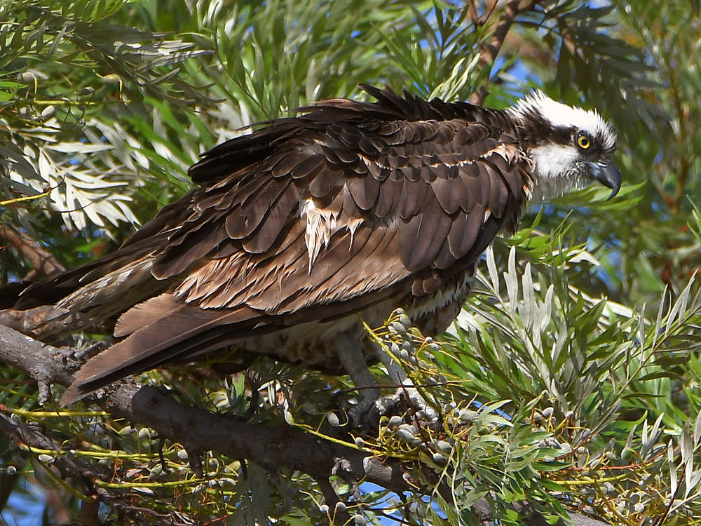 Osprey6.jpg