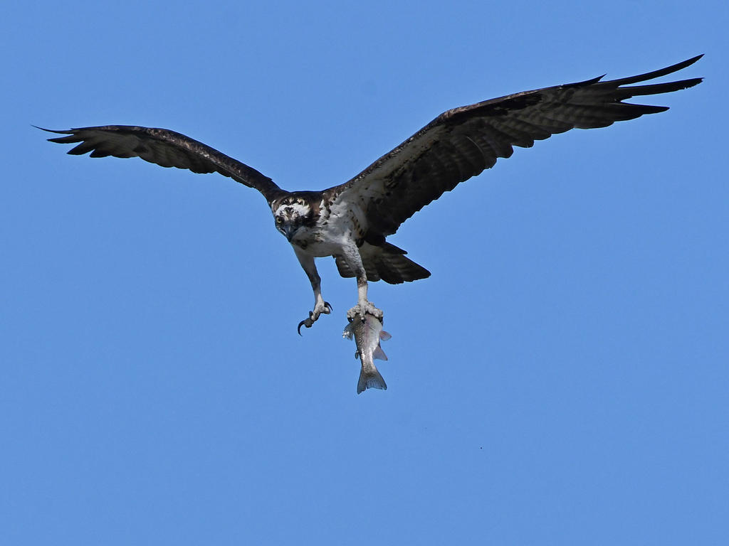 Osprey6.jpg
