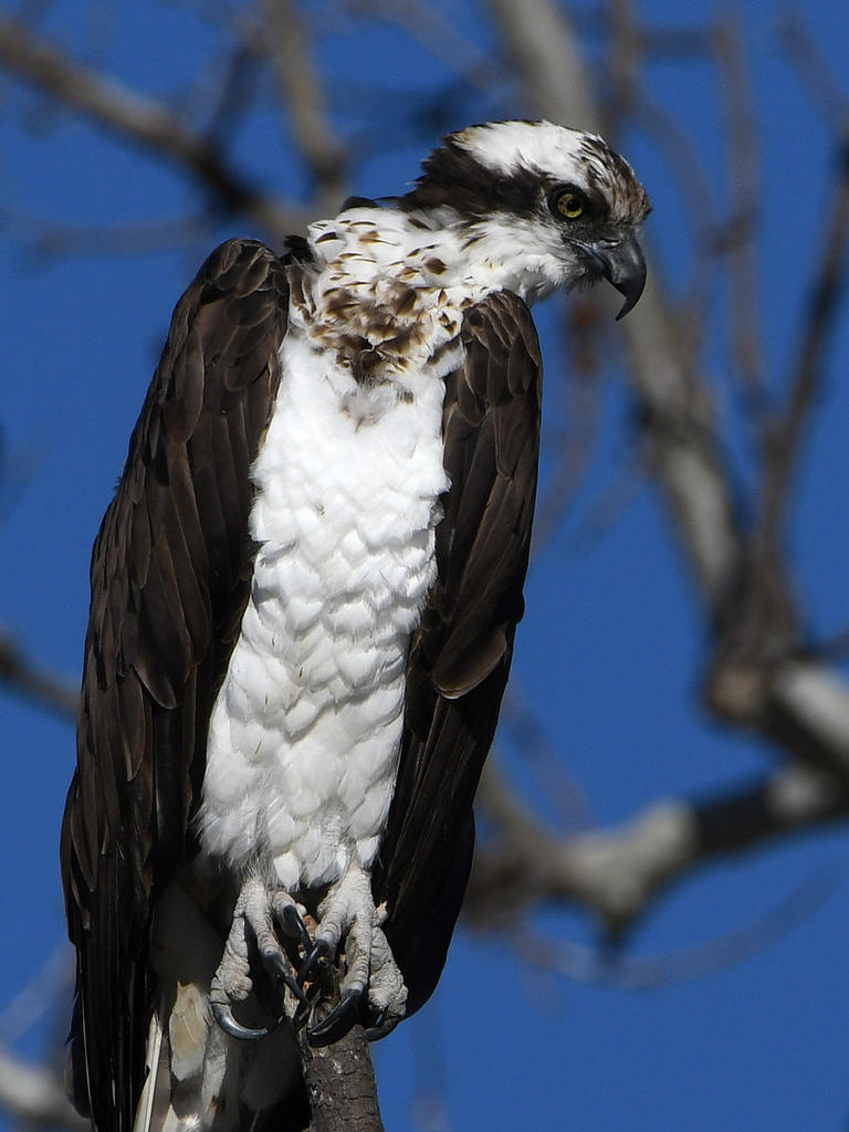 Osprey6.jpg